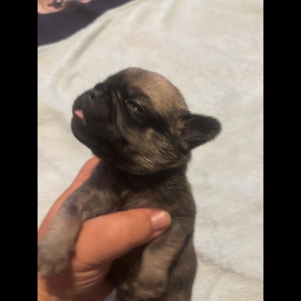 Pug - Both