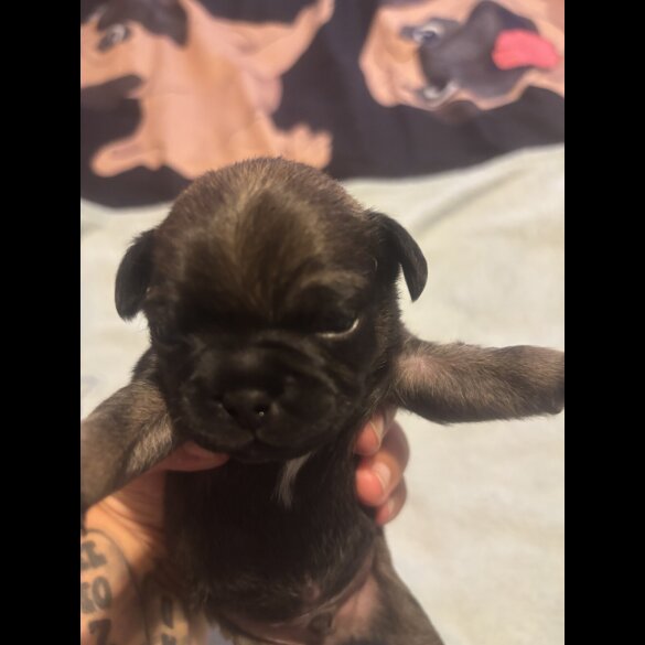 Pug - Both