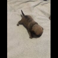 Pug - Both
