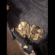 Pug - Both