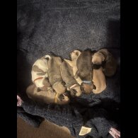 Pug - Both