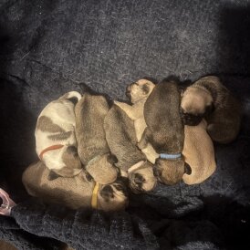 Pug - Both