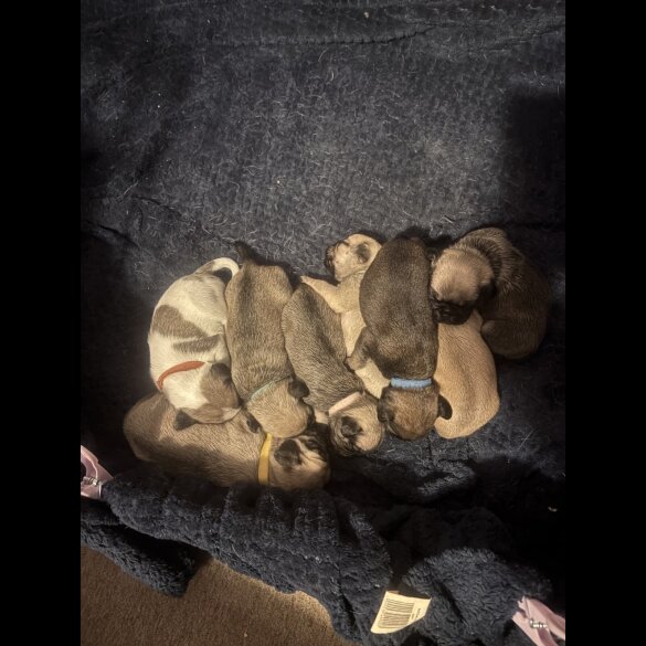 Pug - Both