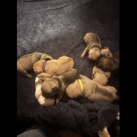 Pug - Both