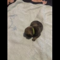 Pug - Both