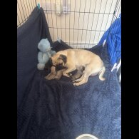 Pug - Both
