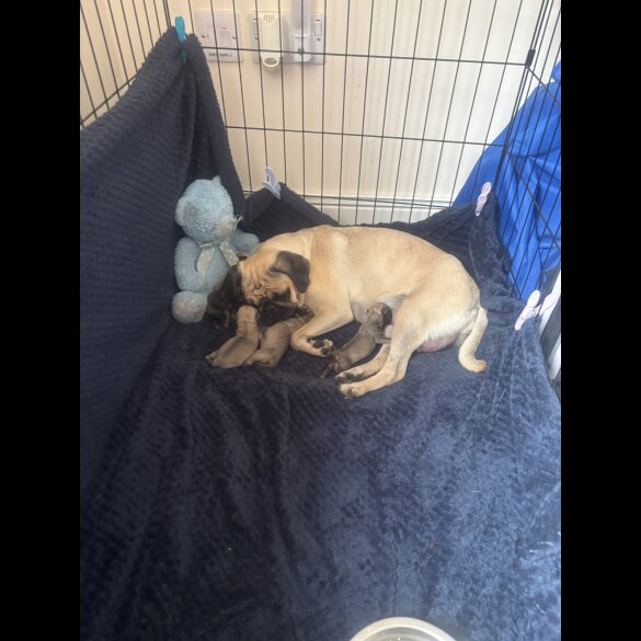 Pug - Both