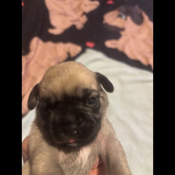Pug - Both
