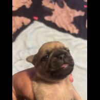 Pug - Both