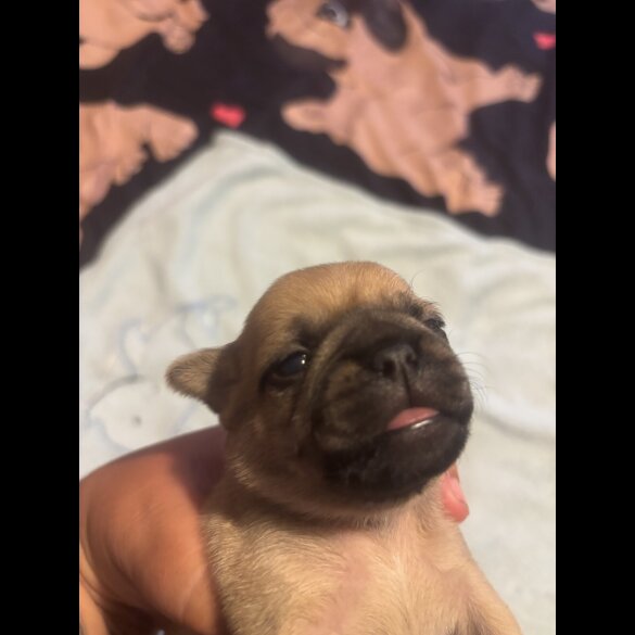 Pug - Both