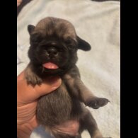 Pug - Both