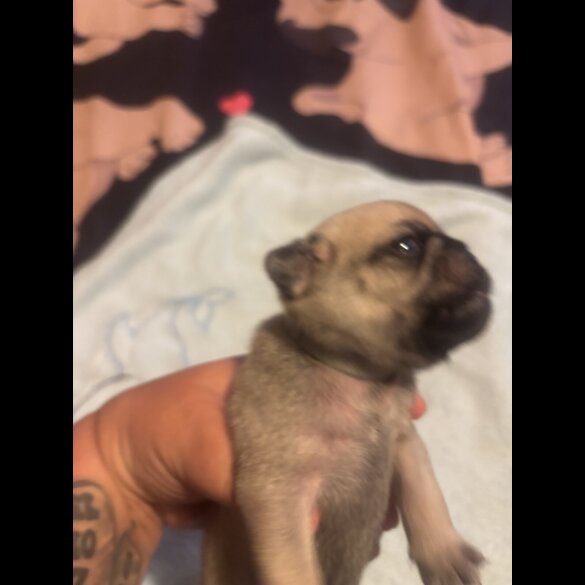 Pug - Both