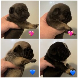 Pug - Both
