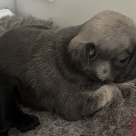 Pug - Both