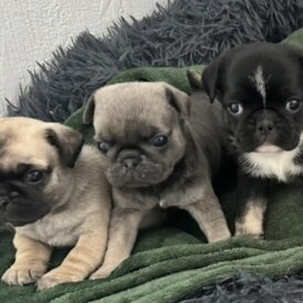 Pug - Both