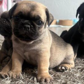 Pug - Both