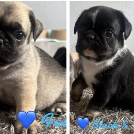 Pug - Both