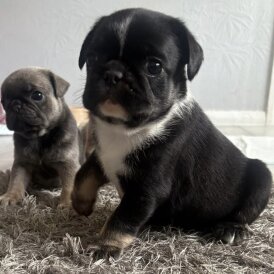 Pug - Both