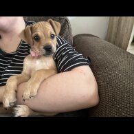 Patterdale Terrier - Both