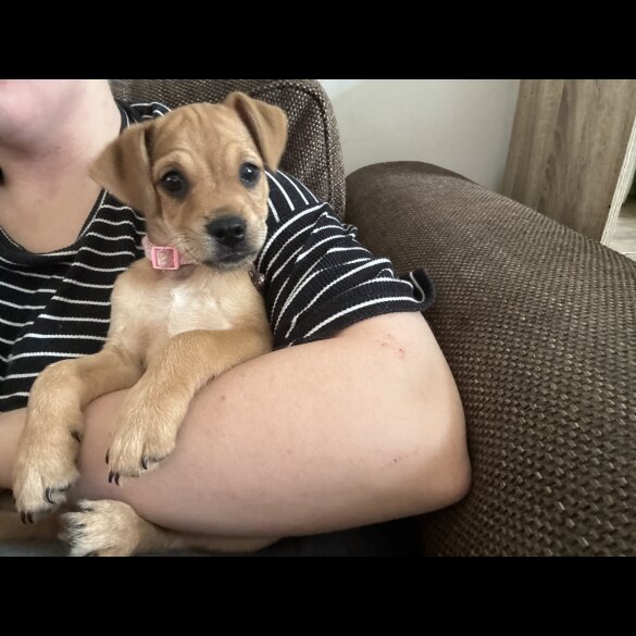 Patterdale Terrier - Both