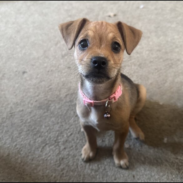 Patterdale Terrier - Both
