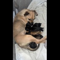 Patterdale Terrier - Both