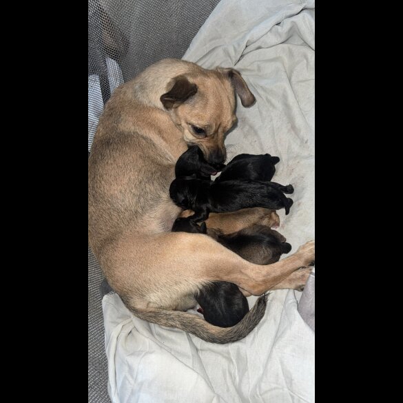Patterdale Terrier - Both
