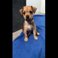Patterdale Terrier - Both