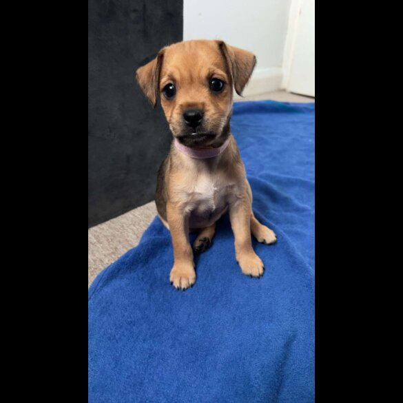 Patterdale Terrier - Both