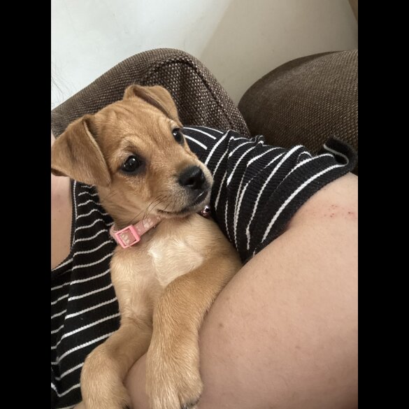 Patterdale Terrier - Both
