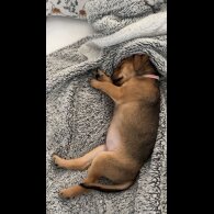 Patterdale Terrier - Both