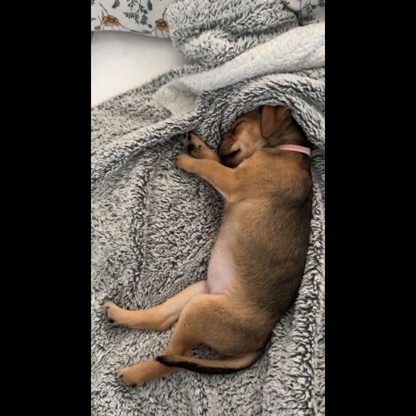 Patterdale Terrier - Both