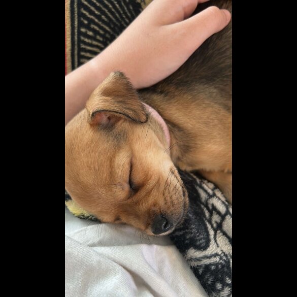 Patterdale Terrier - Both