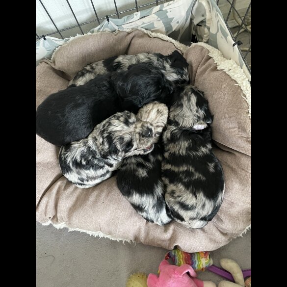 Cocker Spaniel (Working &amp; Show) - Both