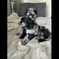 Cocker Spaniel (Working &amp; Show) - Both