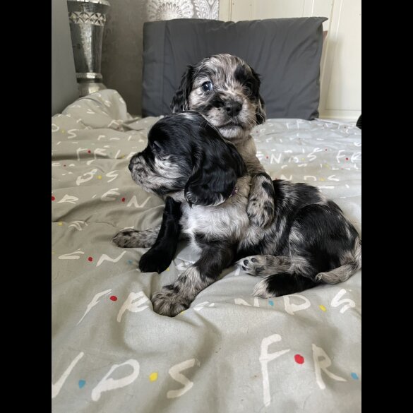Cocker Spaniel (Working &amp; Show) - Both