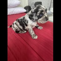 Cocker Spaniel (Working &amp; Show) - Both