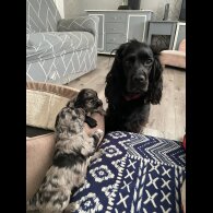 Cocker Spaniel (Working &amp; Show) - Both