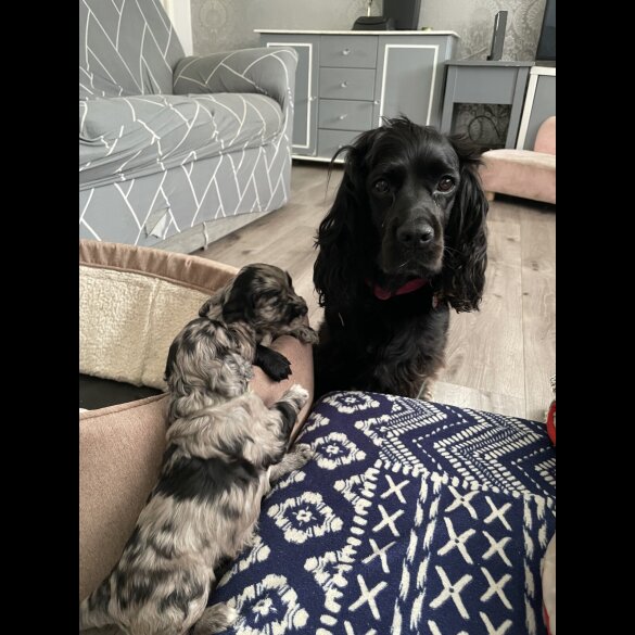 Cocker Spaniel (Working &amp; Show) - Both
