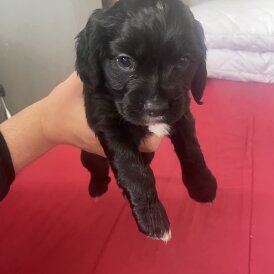 Cocker Spaniel (Working &amp; Show) - Both