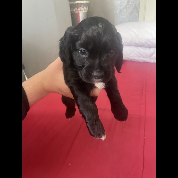 Cocker Spaniel (Working &amp; Show) - Both