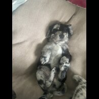 Cocker Spaniel (Working &amp; Show) - Both