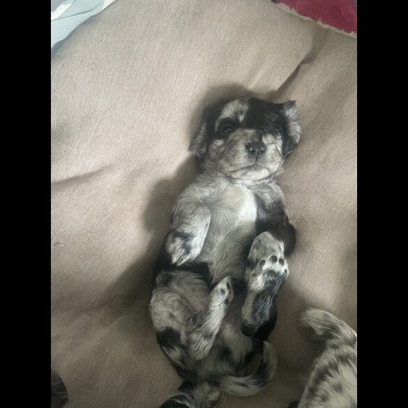 Cocker Spaniel (Working &amp; Show) - Both