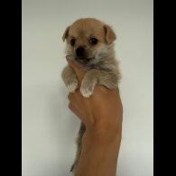 Mixed Breed - Both