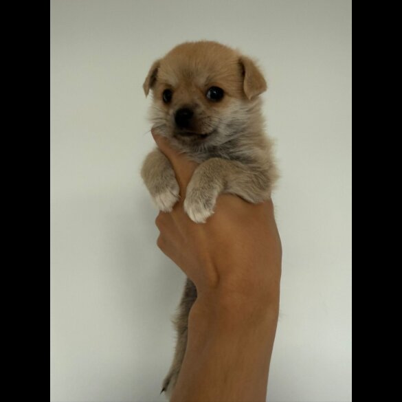 Mixed Breed - Both