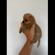 Mixed Breed - Both