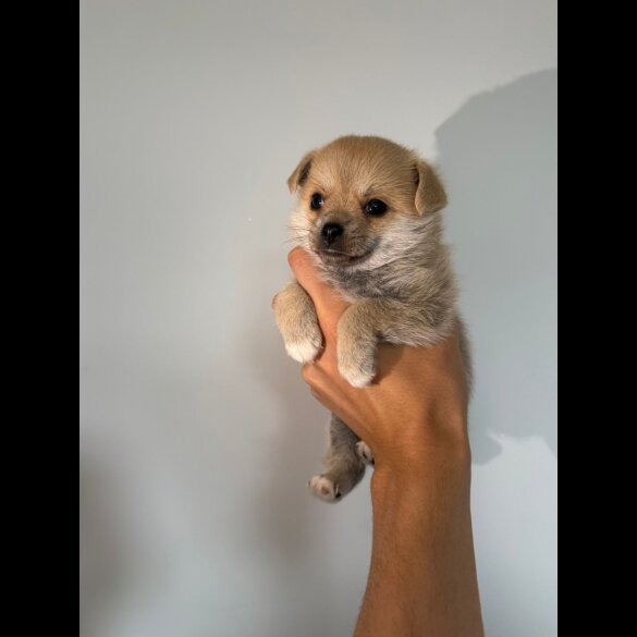 Mixed Breed - Both