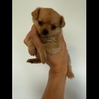 Mixed Breed - Both