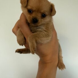 Mixed Breed - Both