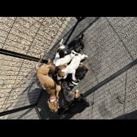 Jack Russell - Dogs